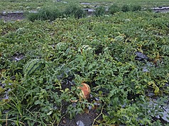 6月接連豪雨導致農損，屏東縣政府農業處統計，截至11日，全縣農損金額新台幣292萬餘元，其中以西瓜最嚴重。
（屏東縣政府農業處提供）