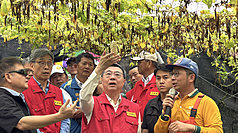 行政院長卓榮泰（前中）27日赴屏東縣視察豪雨災情，並到九如鄉了解苦瓜災損狀況。