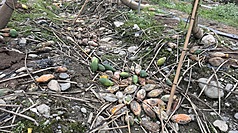 連日豪雨重創農作物，屏東一處木瓜園因為田間淹水，導致正值盛產期果實因吸附太多水分，出現水傷狀況，甚至嚴重落果。