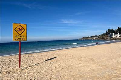 澳洲雪梨東區的庫吉海灘(Coogee Beach)發生鯊魚咬人事件。