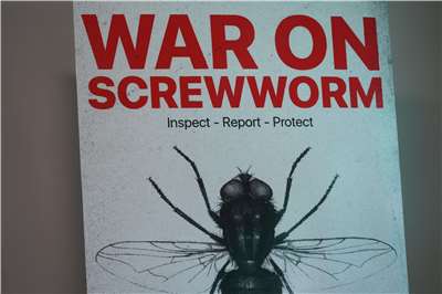 美國德州近來有動物上新世界螺旋蠅(New World screwworm)檢測呈現陽性的案例。