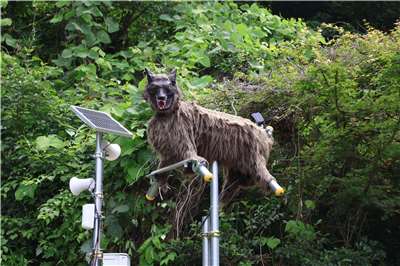 這款名為「怪獸狼」(Monster Wolf)的狼型機器人，是一款搭載紅外線偵測器的機器人，當偵測到動物時，會發出50多種巨大聲響並閃爍LED強光來嚇阻、驅趕野生動物。