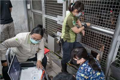 經孕期超音波檢查發現，紅毛猩猩「可乙」懷有極其稀有的同卵雙胞胎。(台北市立動物園提供)