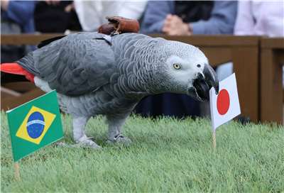 日本栃木縣一隻鸚鵡用嘴叼著日本國旗，預言日本將在世界盃16強賽對巴西的比賽中獲勝。