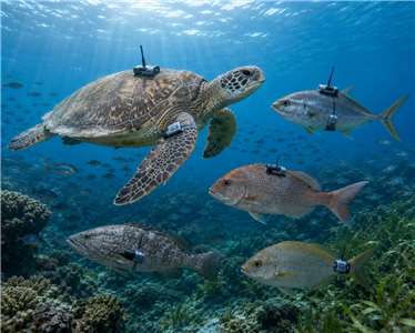北京今天(12日)透過網文聲稱，有外國間諜正在為海龜和魚類安裝感應器來繪製中國海岸線的水下地圖。示意圖 (AI生成)