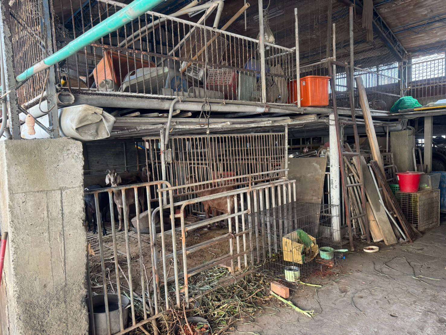 雲林首見屠宰羊肉戴奧辛超標，環境部長彭啓明25日說明，飼養場當地沒有明顯的戴奧辛來源，目前已完成環境採樣盼釐清來源。圖為羊隻飼養場環境。(雲林縣政府提供)