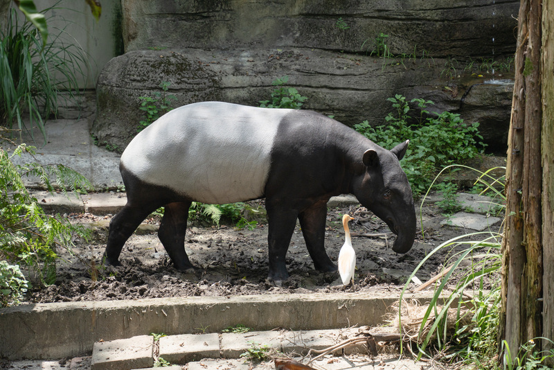 台北市立動物園經過10天歲修，即日起重新開園，遊客將有機會看到來自新加坡動物園的雄性馬來貘Bintang（意為星星）。（台北市立動物園提供）