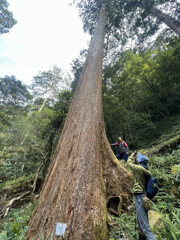 圖為雪霸國家公園管理處的保育巡察員先前遠赴大安溪上游確認「大安溪倚天劍」狀況。（雪霸國家公園管理處提供）