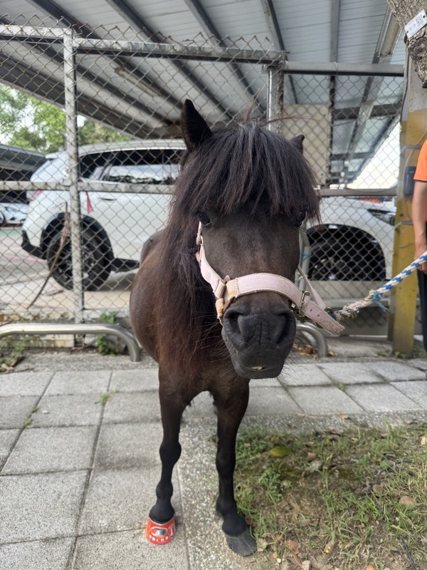 台北市北投區某處農場放養的黑色迷你馬，27日第3次脫逃走在馬路上，動保處將裁罰飼主最高罰鍰新台幣1.5萬元，並接受動保講習4小時。(翻攝照片/中央社)