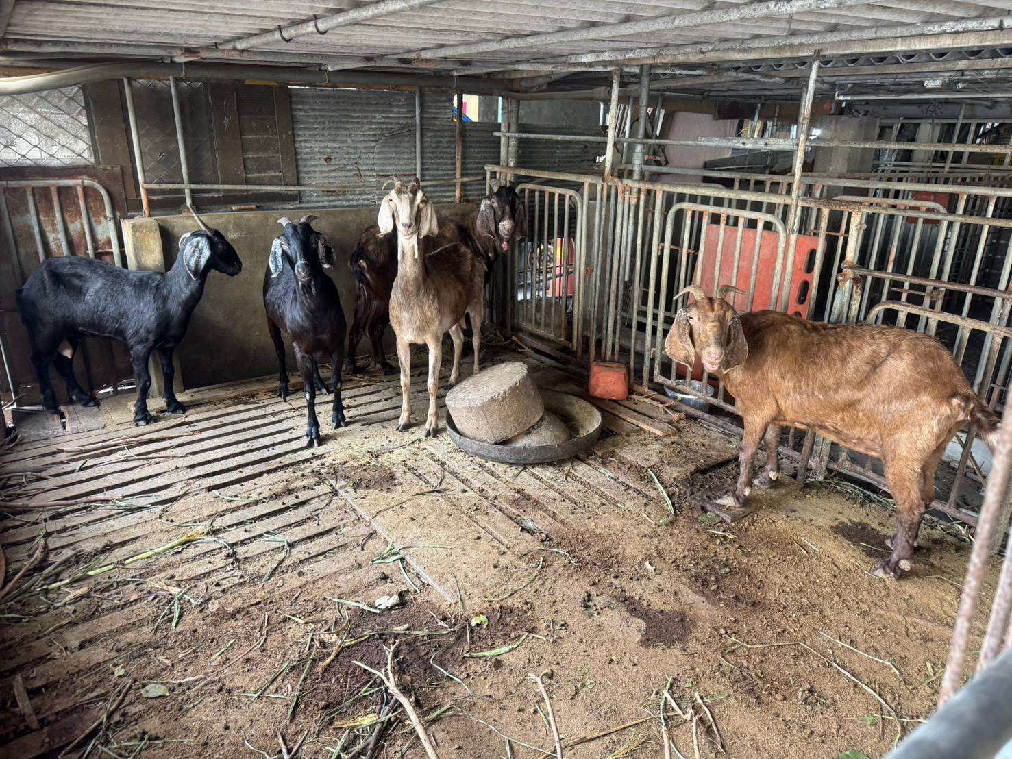 雲林一處肉羊養殖場羊隻肉品遭驗出戴奧辛超標。(雲林縣政府提供)