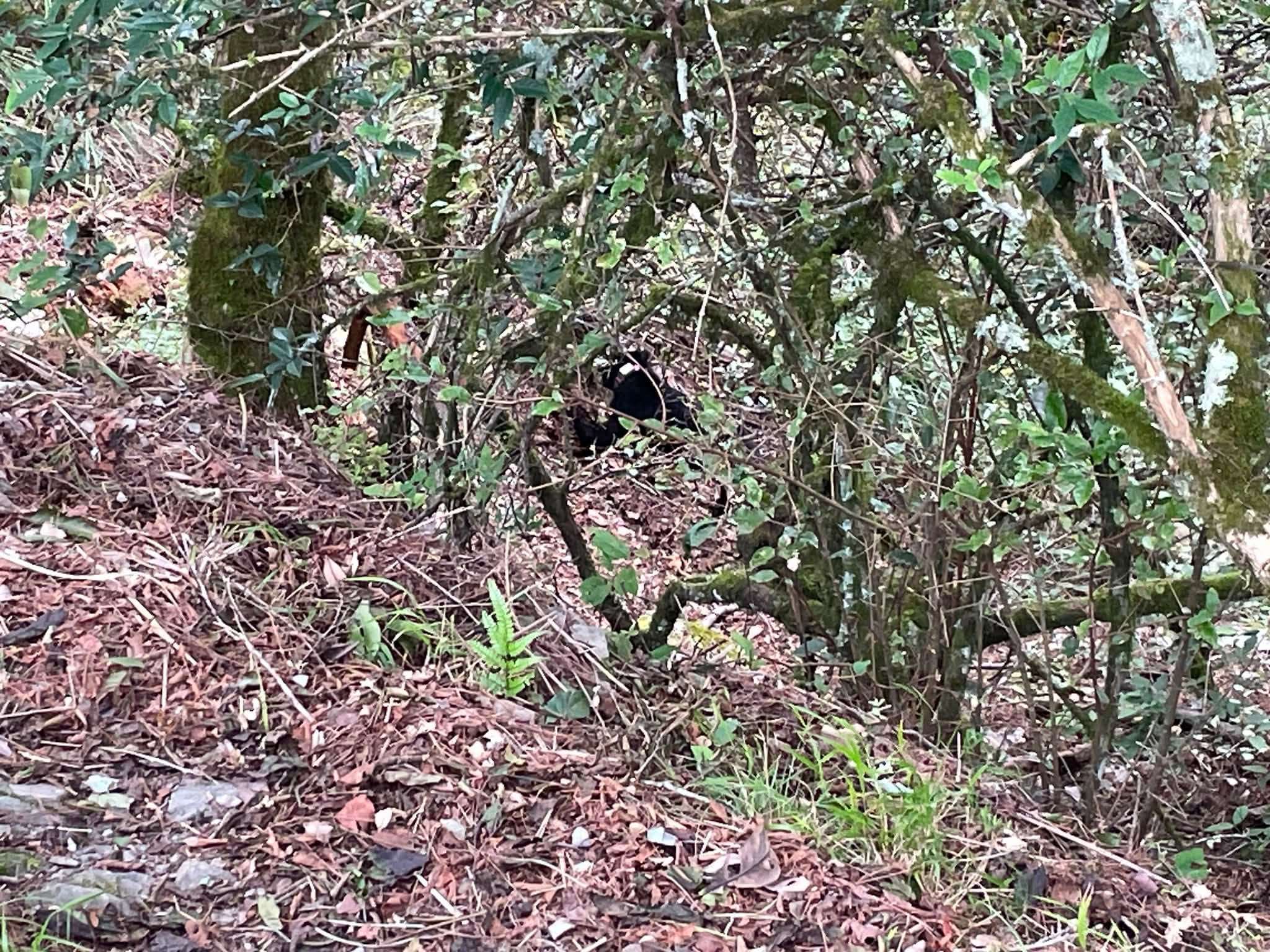 一位山友日前從台中和平油婆蘭山屋下山途中，發現台灣黑熊身影。（取自臉書「登山通報站」)