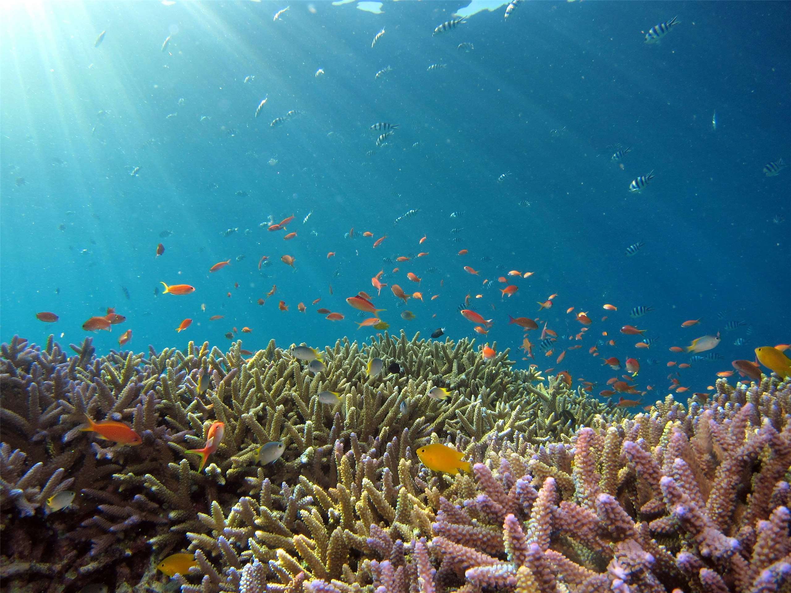 氣候變遷造成地中海溫度上升，吸引數百種新興外來魚類入侵海域。示意圖。(Hiroko Yoshii / Unsplash圖庫)
