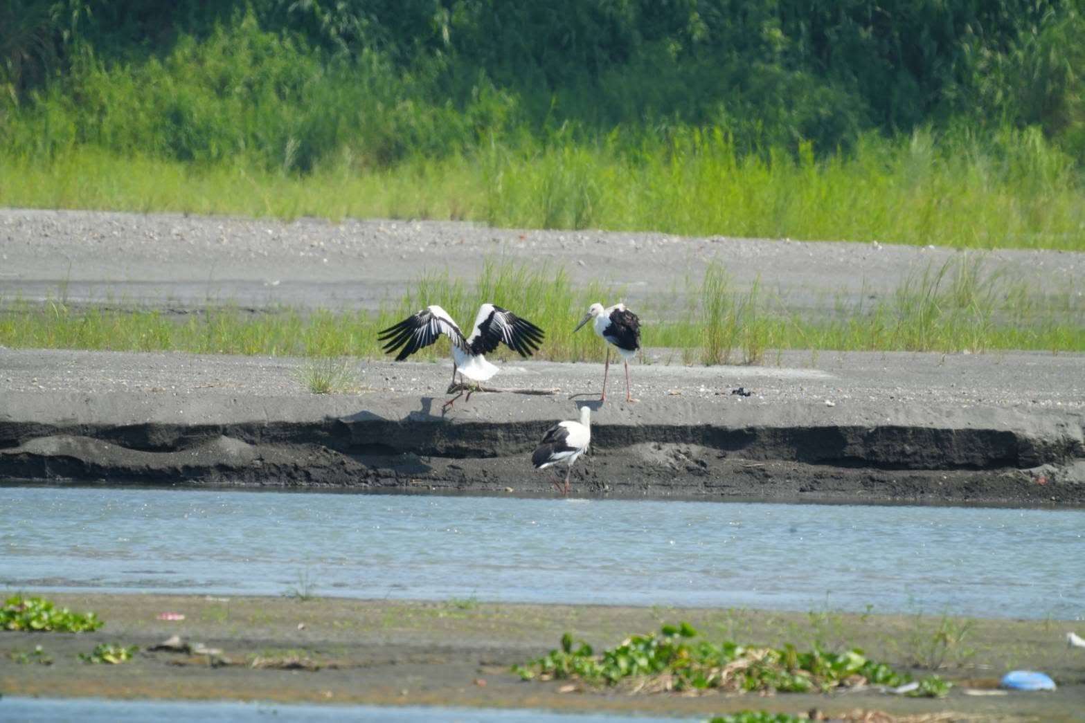保育鳥類東方白鸛現身棲地影像