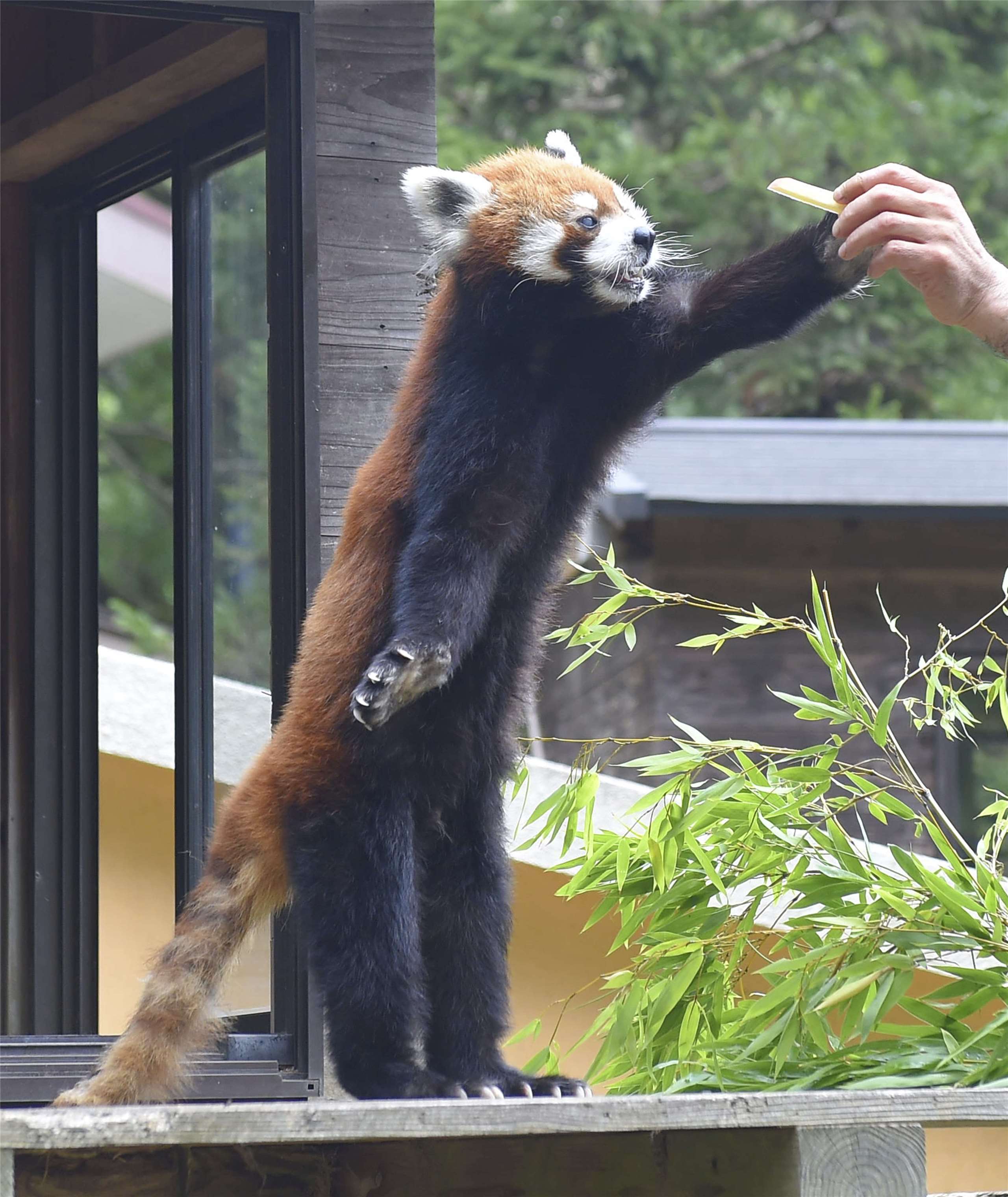 日本千葉市動物公園的明星小貓熊「風太」。資料照。