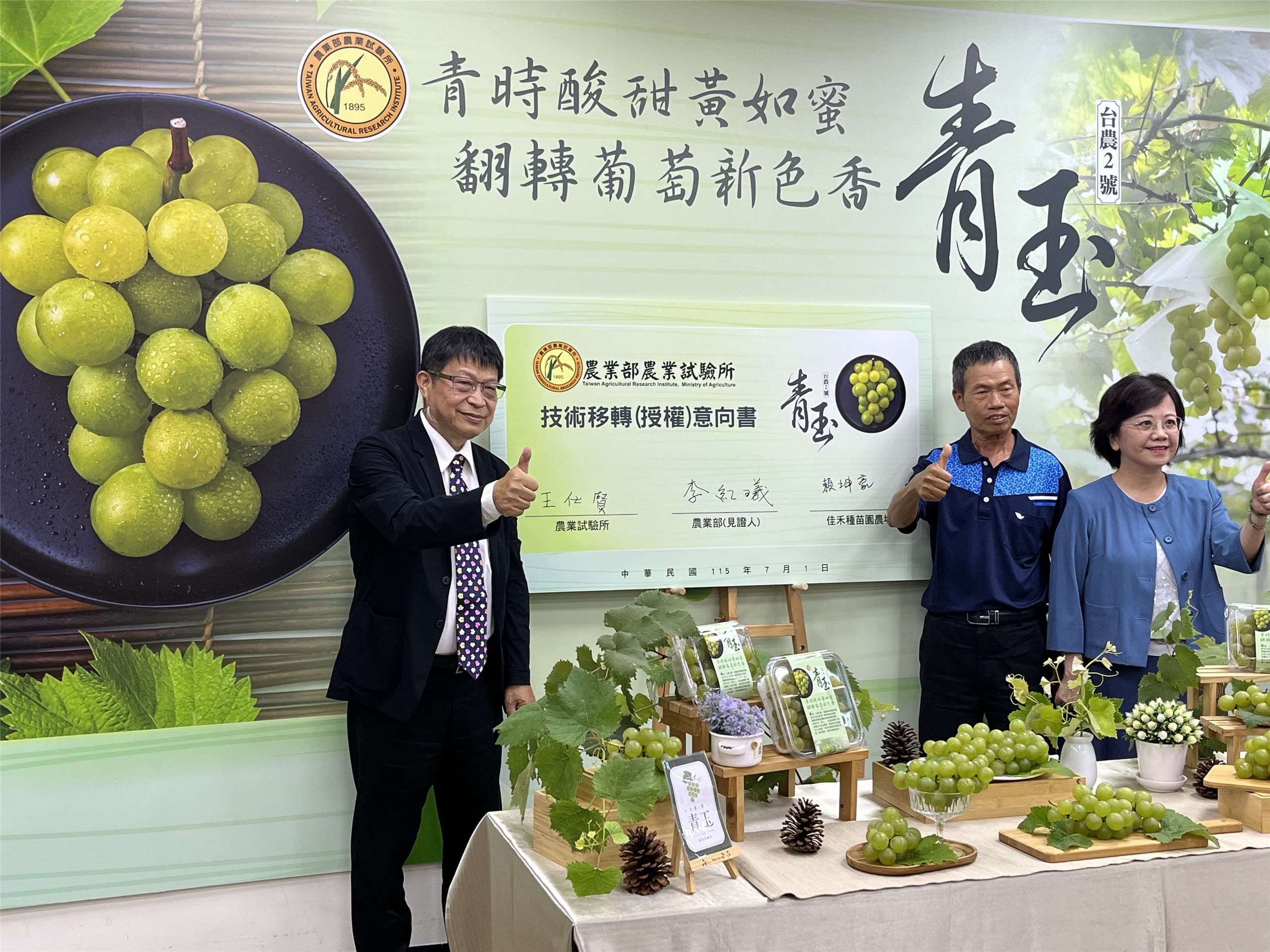 農業部農業試驗所1日正式發表，歷經20年選育，成功研發的第一個綠皮鮮食葡萄新品種「台農2號-青玉」，並正式和農民簽MOU，年底前技轉種植。(陳林幸虹 攝)