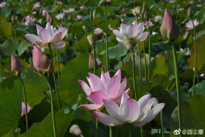 2026桃園蓮花季「百蓮好荷」登場，結合賞蓮、音樂、慢食、農遊、親子體驗及七夕限定活動