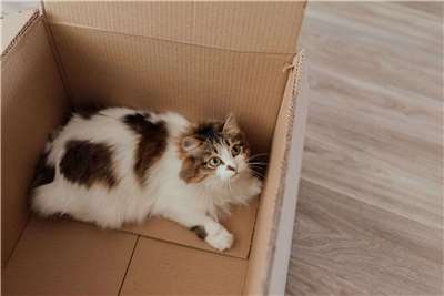 農業部24日發布「動物運送通則性指引」，包括犬貓不得使用紙箱裝載。資料照。(翻攝Pexels.com)