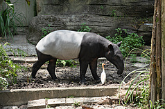 台北市立動物園經過10天歲修，即日起重新開園，遊客將有機會看到來自新加坡動物園的雄性馬來貘Bintang（意為星星）。（台北市立動物園提供）