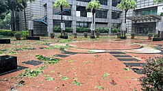 颱風巴威為台灣帶來風雨，新北市民廣場11日到處可見殘枝落葉。市府環保局表示，12日將加班收運垃
圾，視風雨情形並以人員安全無虞為前提，提早動員清掃街道與髒亂點。
