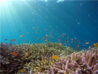 氣候變遷造成地中海溫度上升，吸引數百種新興外來魚類入侵海域。示意圖。(Hiroko Yoshii / Unsplash圖庫)