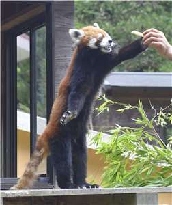 日本千葉市動物公園的明星小貓熊「風太」。資料照。