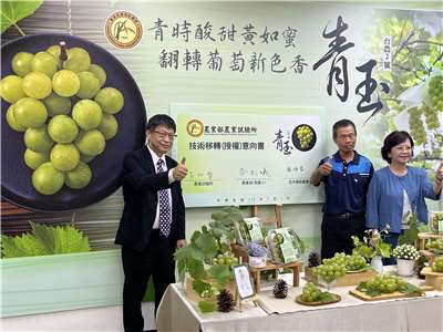 農業部農業試驗所1日正式發表，歷經20年選育，成功研發的第一個綠皮鮮食葡萄新品種「台農2號-青玉」，並正式和農民簽MOU，年底前技轉種植。(陳林幸虹 攝)