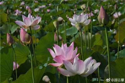 2026桃園蓮花季「百蓮好荷」登場，結合賞蓮、音樂、慢食、農遊、親子體驗及七夕限定活動