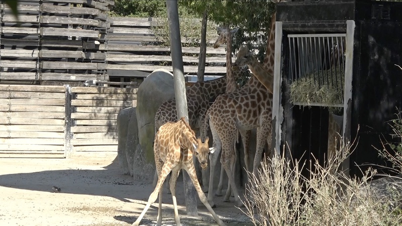 法國8月中旬又遇熱浪，巴黎動物園內的長頸鹿紛紛躲在陰涼處避暑。