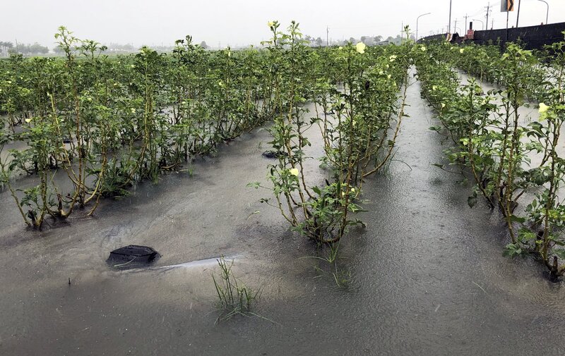 受低壓帶及西南風影響，嘉義縣近日持續短延時強降雨，造成嘉義縣部分地區一度出現積水情形。圖為農地淹水情況。