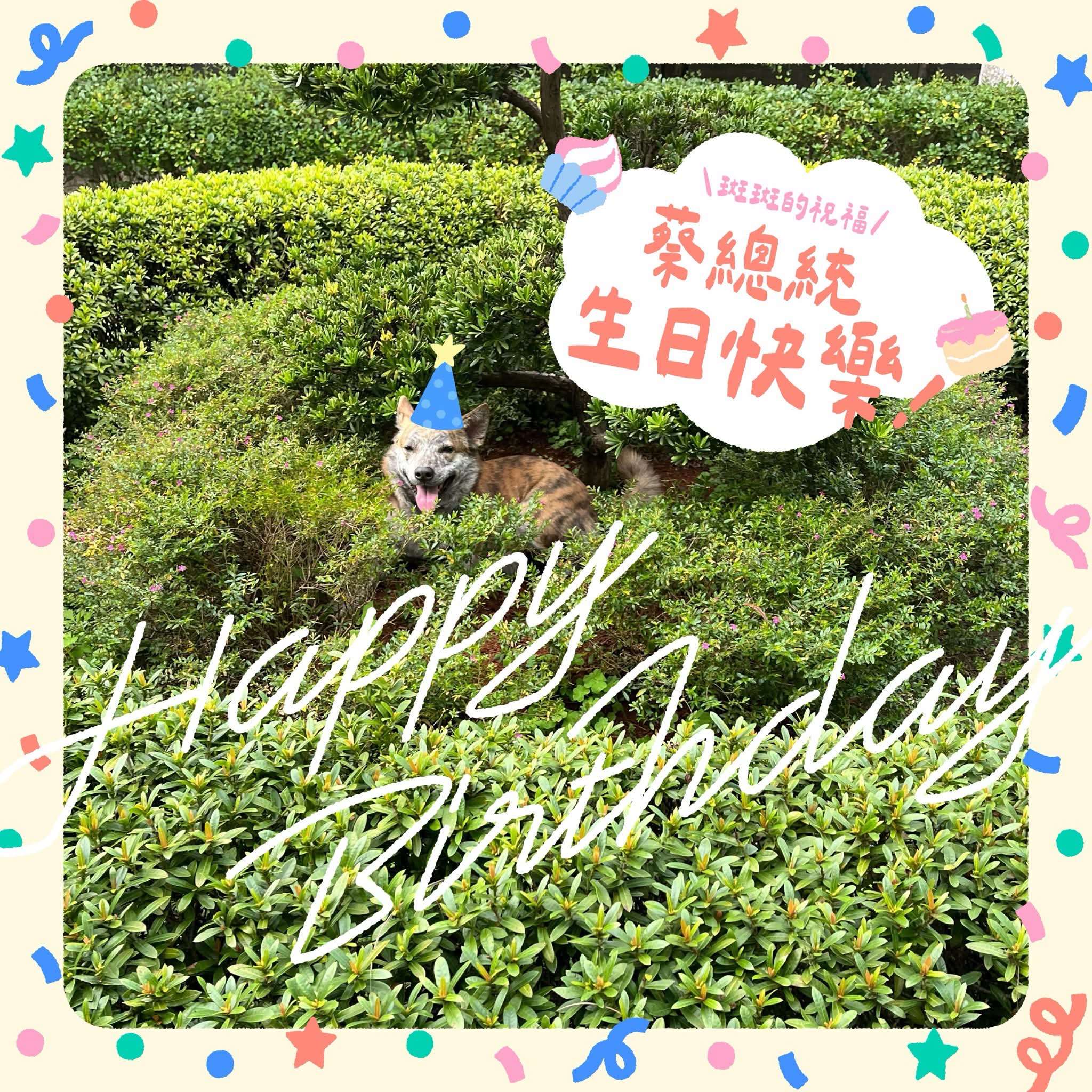 前總統蔡英文70歲生日，賴清德總統在社群平台分享斑斑的生日卡，祝福蔡英文生日快樂。（賴清德Threads）