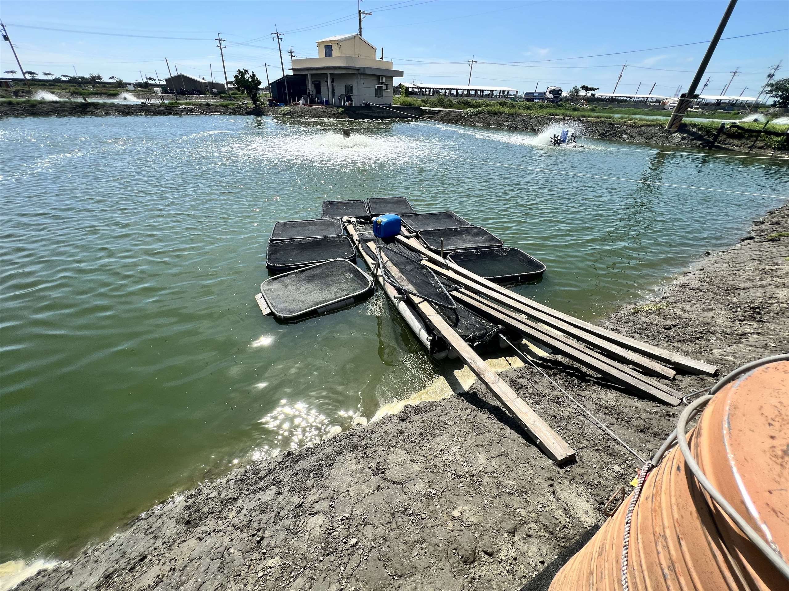 漂亮的水色與乾淨的魚塭，鱸魚苗可以穩定成長（洪明昌提供）