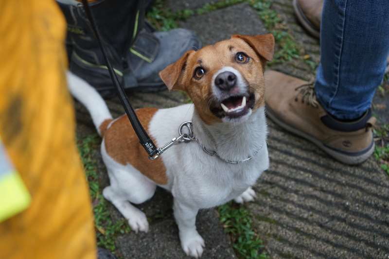 花蓮縣消防局特搜犬Wilson 2025年6月在訓練過程中不幸從3樓摔落離世。圖為2024年4月Wilson準備執行砂卡礑步道搜救任務。 (圖:中央社檔案照)