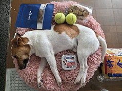 花蓮搜救犬Wilson訓練過程意外死亡，死因引發討論。圖為花蓮消防局日前公布Wilson水化前照片，說明Wilson無外傷與骨折情形。(資料照/消防局提供)