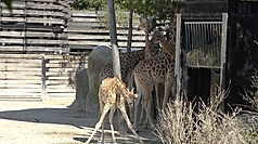 法國8月中旬又遇熱浪，巴黎動物園內的長頸鹿紛紛躲在陰涼處避暑。