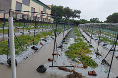 受8月下旬豪雨影響，農業部已公告台南市為農業天然災害現金救助及低利貸款地區，25日起受理申請。圖為泡水受損農田。（台南市政府提供）