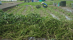 近日中南部豪雨造成農業損害，農業部26日最新統計，災損金額已達新台幣1億3477萬元。圖為高雄市梓官區受災田邊堆滿爛掉的菜葉。
