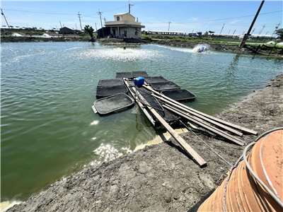 漂亮的水色與乾淨的魚塭，鱸魚苗可以穩定成長（洪明昌提供）