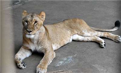 日本東京都日野市的多摩動物公園疑似因高溫影響死亡的獅子Mugi。(圖取自多摩動物園官網)