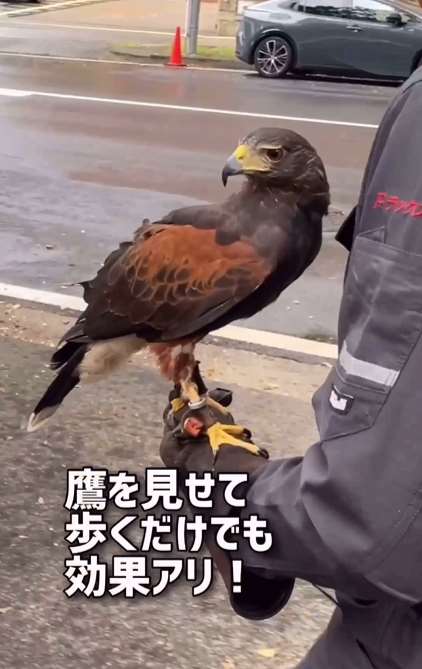名古屋市府為了打造舒適的亞運競走賽道，委託馴鷹師派老鷹驅趕烏鴉，解決三之丸地區遭鳥糞襲擊的困擾。(名古屋市広報課X@nagoya_koho)