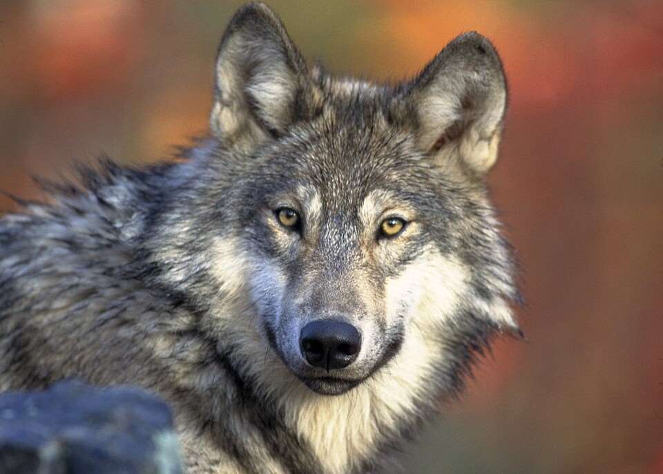 美國總統川普又再度推動取消對灰狼和墨西哥狼(Mexican wolf)的瀕危物種保護，惹怒保育人士。圖為北美灰狼。(美國野生動物管理局)