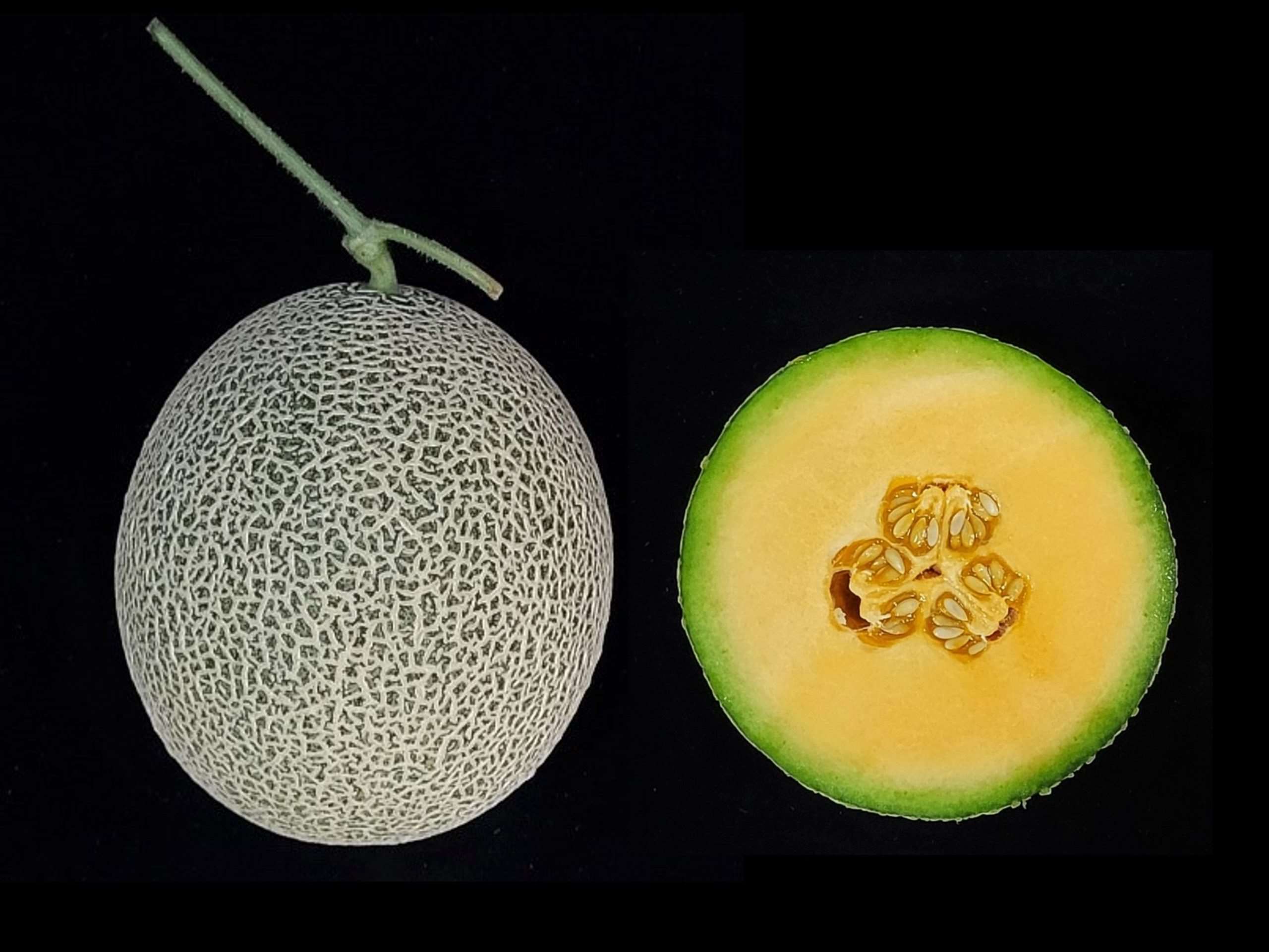 甜瓜台農12號。 本照片由農試所提供