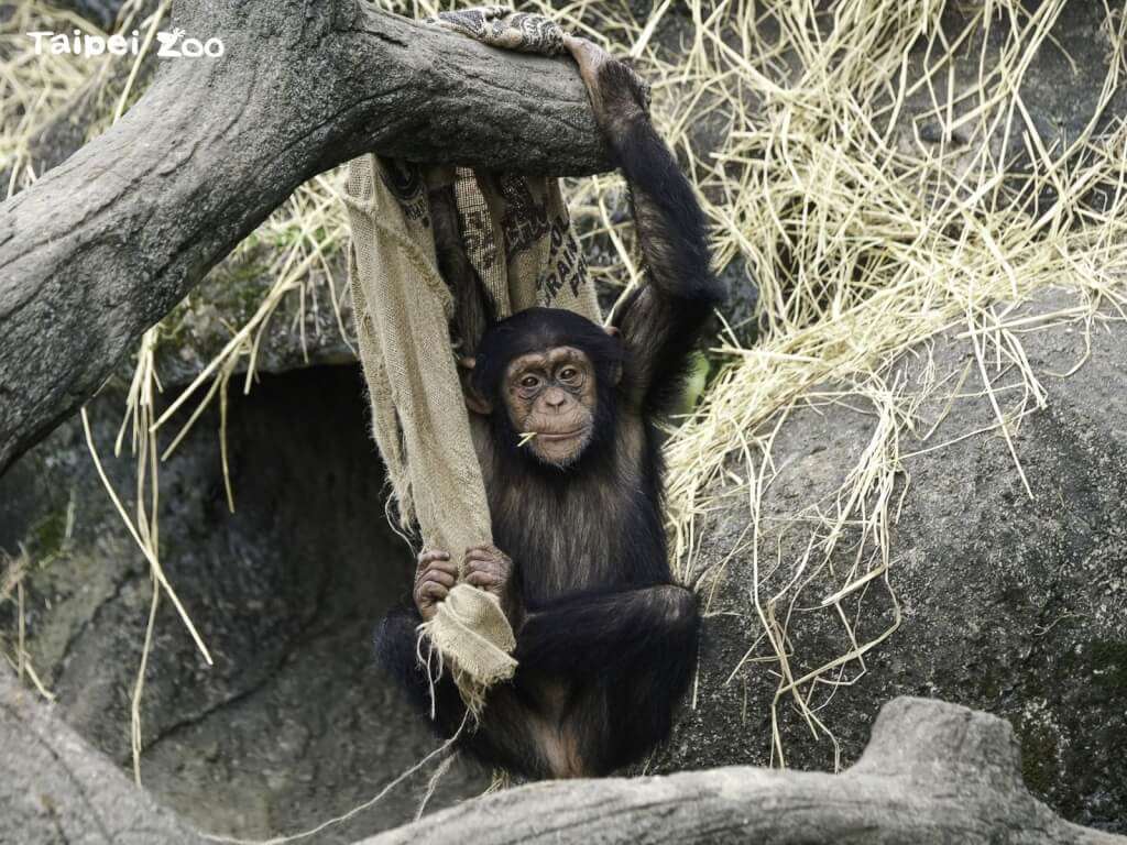 台北市立動物園17日有2隻黑猩猩逃出活動場。圖為黑猩猩娃智。（圖 : 台北市立動物園官網）