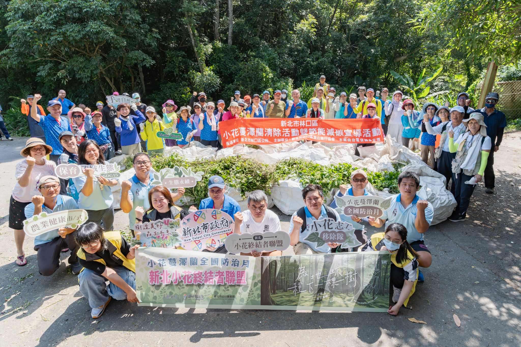 114年新北小花終結者出動清除小花蔓澤蘭，並種下原生植物。(圖：新北市農業局提供)