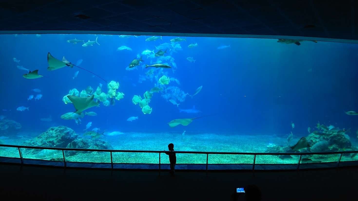 海生館是民眾認識海洋生物的重點地點