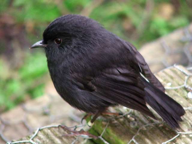 紐西蘭票選年度鳥類(Bird of the Year)，榮登榜首的是被列為「極危」(critically endangered)的黑知更鳥(black robin)。(圖：維基)