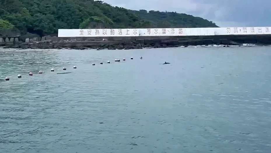 一隻鯨豚疑5日上午似迷航游入杉福漁港裡。(海巡署提供)