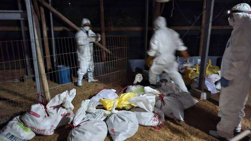 桃園市大園區一處畜牧場禽隻確診H5N1高病原性禽流 感，為8年以來首例，桃園農業局撲殺場內2500隻雞並清消環境。 (桃園農業局提供/中央社)