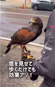 名古屋市府為了打造舒適的亞運競走賽道，委託馴鷹師派老鷹驅趕烏鴉，解決三之丸地區遭鳥糞襲擊的困擾。(名古屋市広報課X@nagoya_koho)
