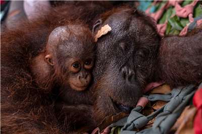 印尼西加里曼丹省(West Kalimantan)當局表示，棲息地遭到野火威脅的一對紅毛猩猩母子，本週稍早已成功獲救。
