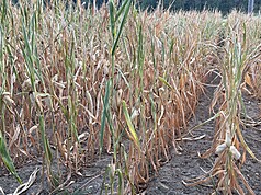 聯合國糧農組織(FAO)4日公布的資料顯示，乾旱與衝突影響大宗商品市場，8月食品通膨加劇。(示意圖)